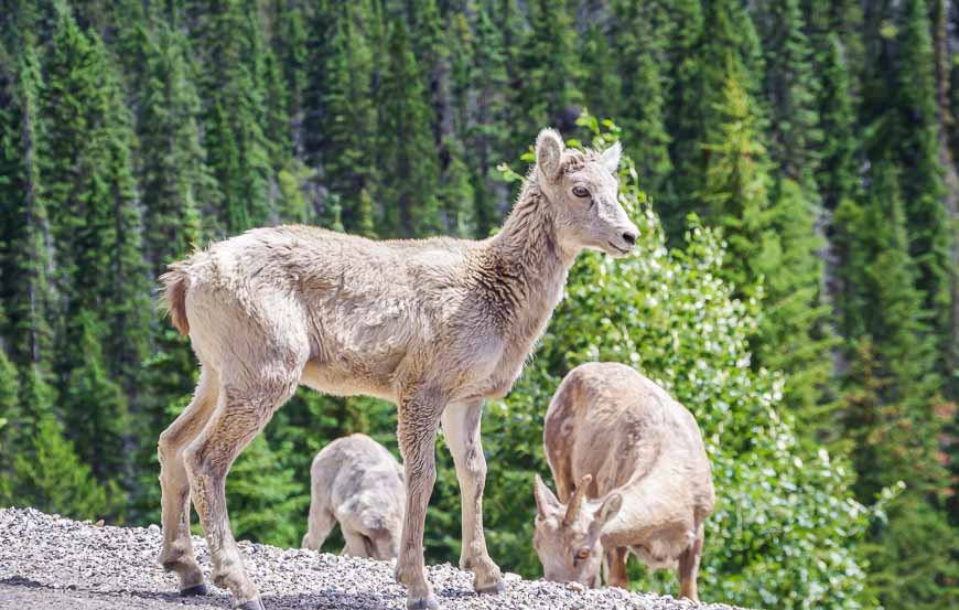 On the drive out from Sunshine Village we saw a family of big horned sheep