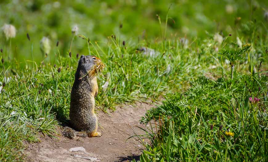 On the Egypt Lake hike the ground squirrel is the only wildlife apart from birds and a mouse that we saw over 3 days