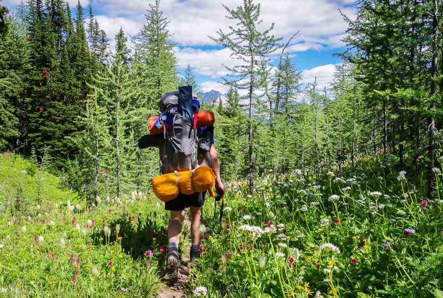 Descending Gibbon Pass through the wildflowers