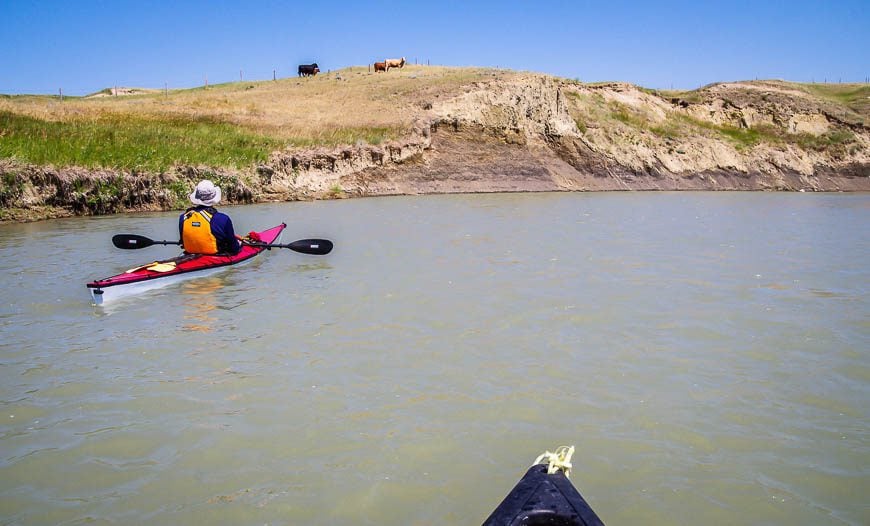 Lots of cows can be seen on the banks of the Milk River