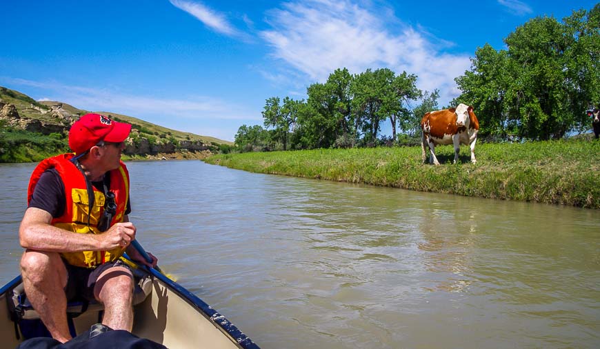 On the Milk River canoe trip we're back into cow country near Writing-on-Stone Provincial Park