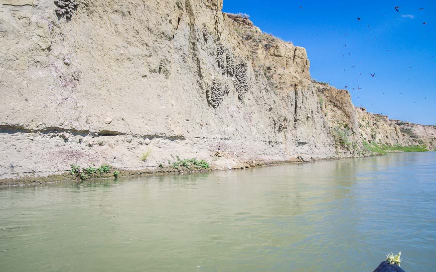 Swallow nests are extremely common along the cliff faces and banks of the Milk River