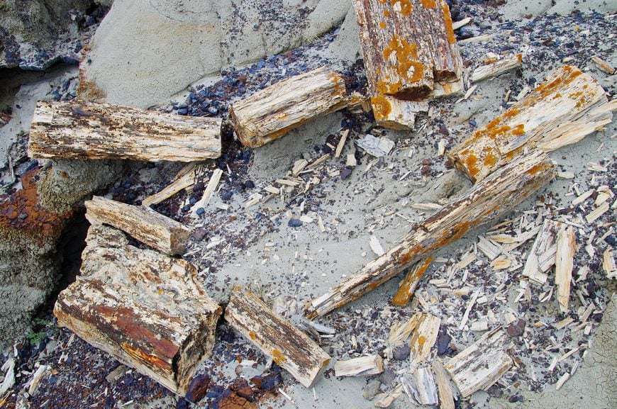 We found lots of petrified wood in the park