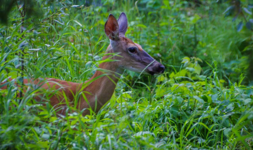 Several deer passed through our campsite without the dog even knowing