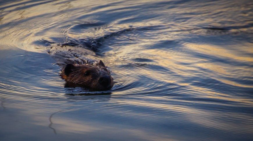 There was plenty of beaver activity around the lake