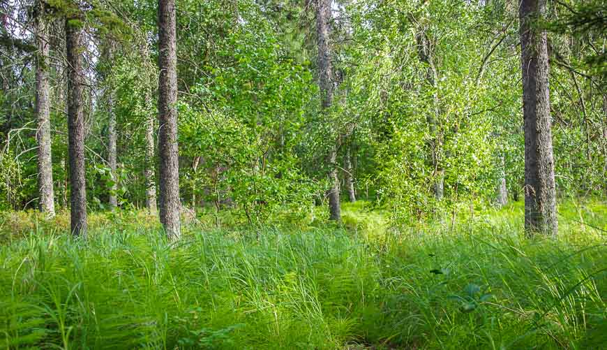 Beautiful woods on Blackett West Island Lake