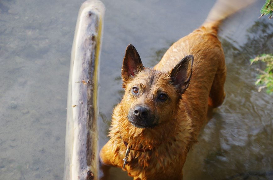 Our dog is having a blast - despite the rocky start with biting insects