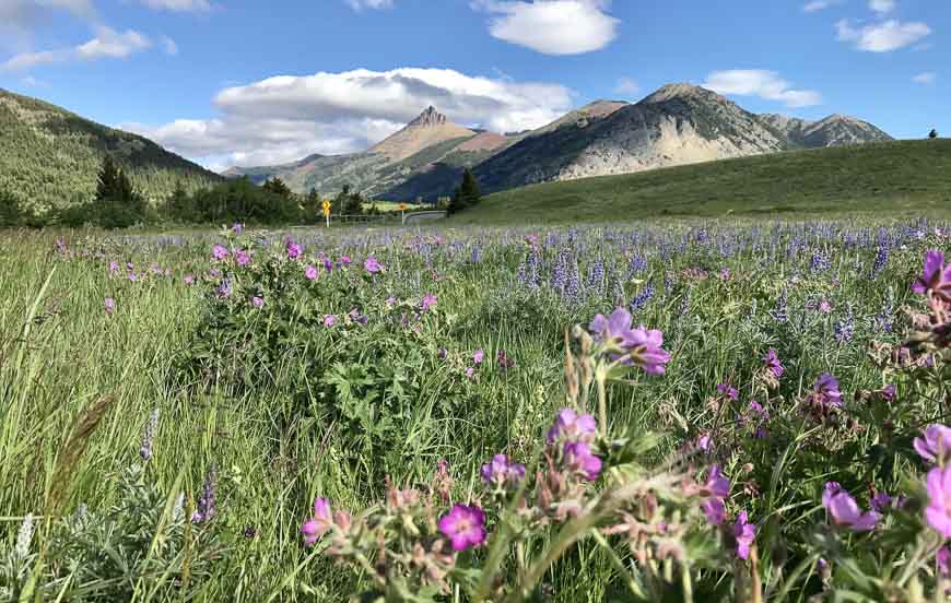 Stunning wildflower display if your timing at the Waterton Wildflower Festival is good is good