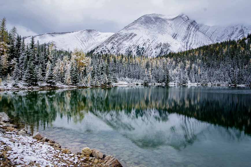 Snow covered larches at Chester Lake in September