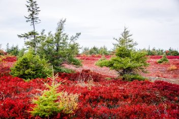 Brilliant red peat bogs on Miscou Island in fall
