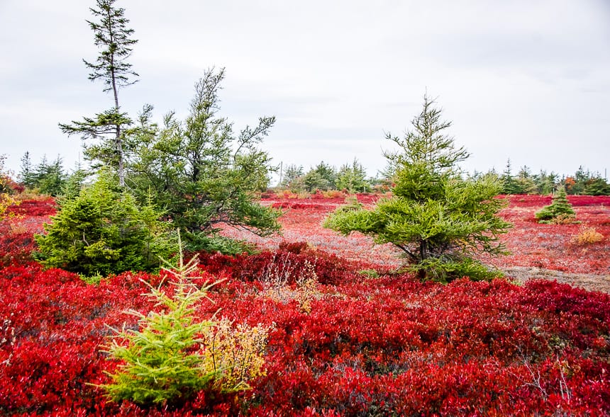 Brilliant red peat bogs on Miscou Island in fall