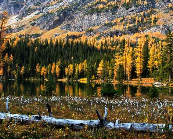 O'Brien Lake surrounded by larches is equally spectacular