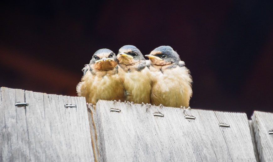 Barn swallows at the Ellis Bird Farm are a joy to watch