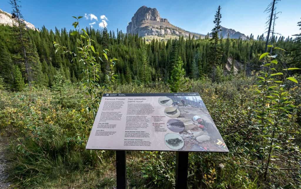 You can look for fossils on the Stanley Glacier hike but don't take any with you