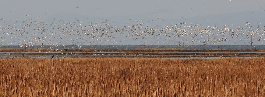 Snowgeese on the move in Reifel Bird Sanctuary