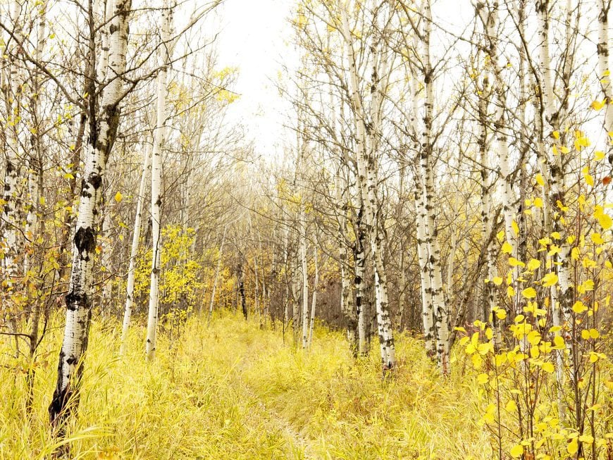 The last of the yellow birch trees in Calgary