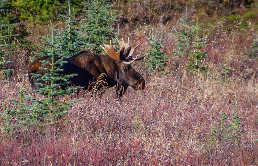 Bull moose seen near Mount Engadine Lodge on the way to the trailhead