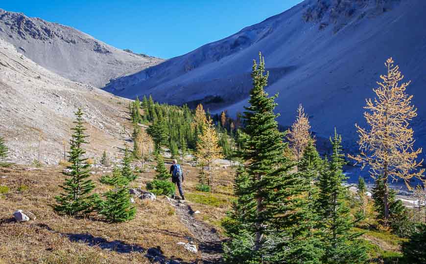 Pretty hiking with the blast of colour from the larches