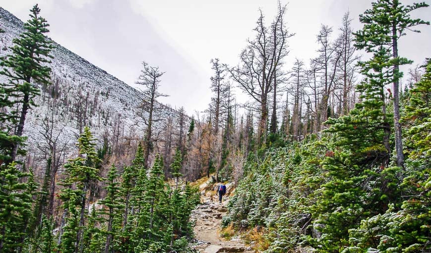 The hike starts up on the larch needles in October