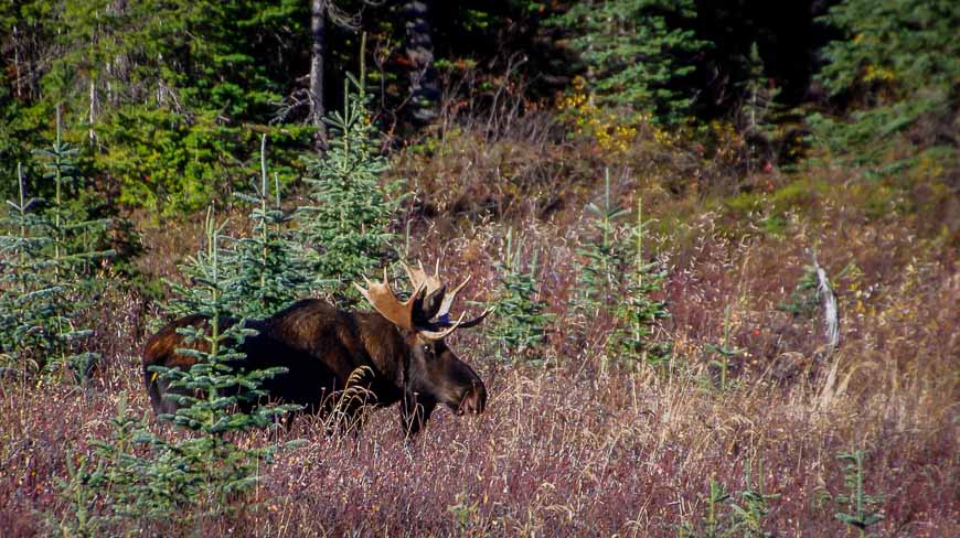 Our first moose sighting within half a mile of Mount Engadine Lodge