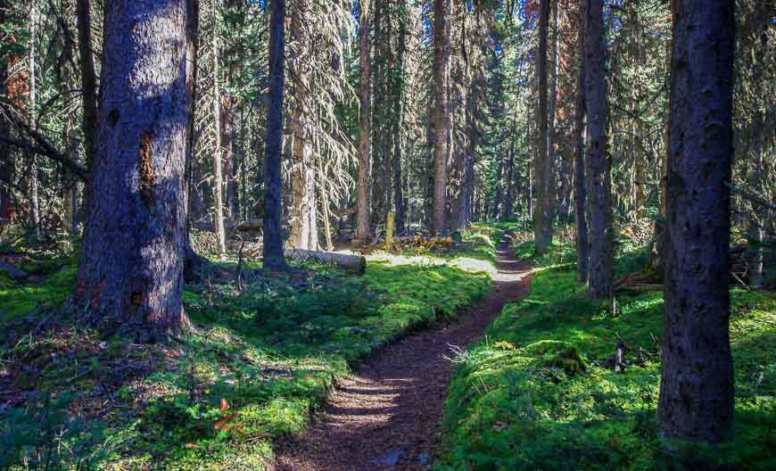 The woods early on in the hike have an open feel about them