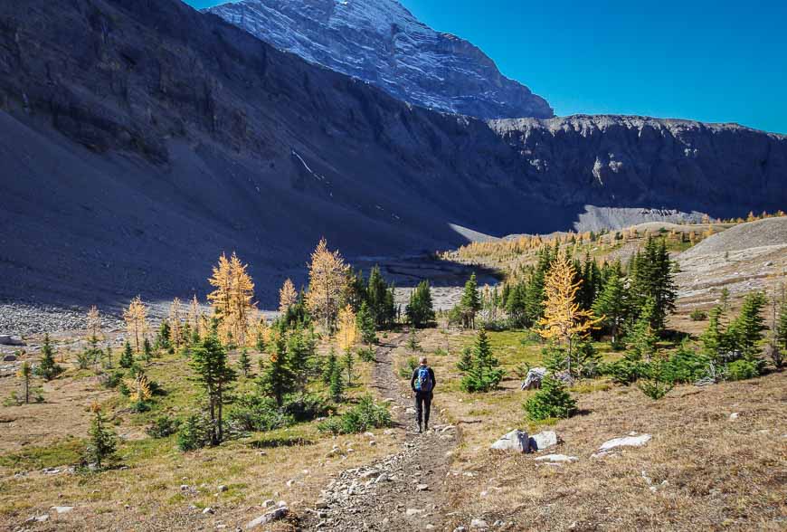 So glad we were hiking when the larches were ablaze with yellow