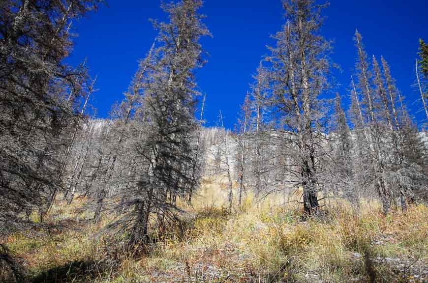 Even among the dead trees on the Buller Pass hike there is beauty with all the texture