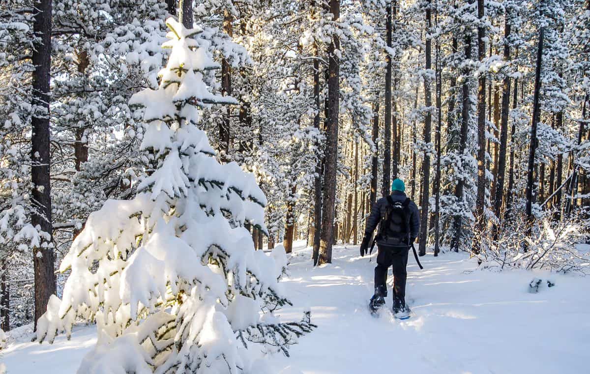 Beautiful lighting on the West Bragg Creek trails in late afternoon - on eof the top places for snowshoeing in Alberta