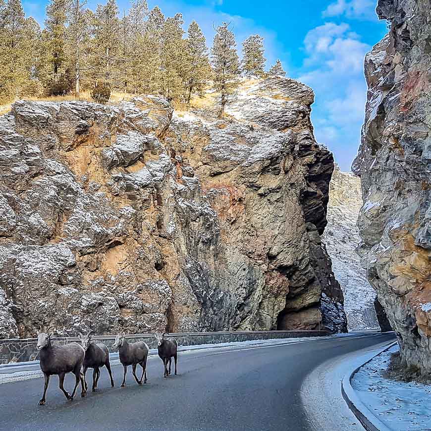 Watch out for big-horned sheep on the highway 