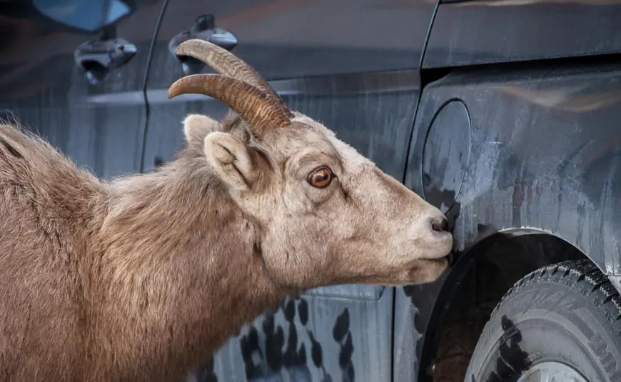 Big-horned sheep licking the salt off the car