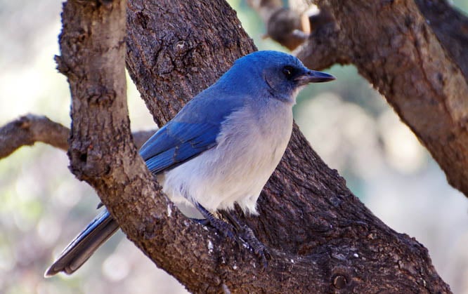 Mexican jay - Cochise Stronghold