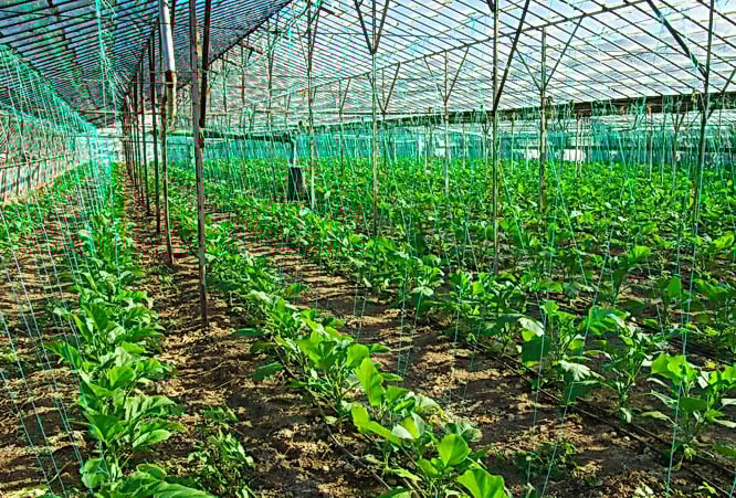 Close-up of one of the greenhouses along the ycian Way