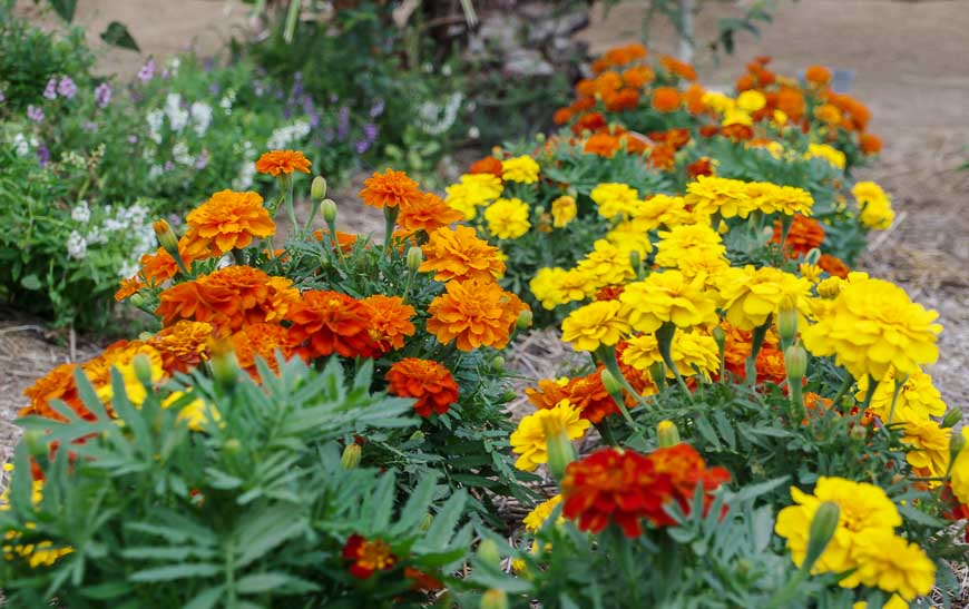 Rows of colourful, edible marigolds