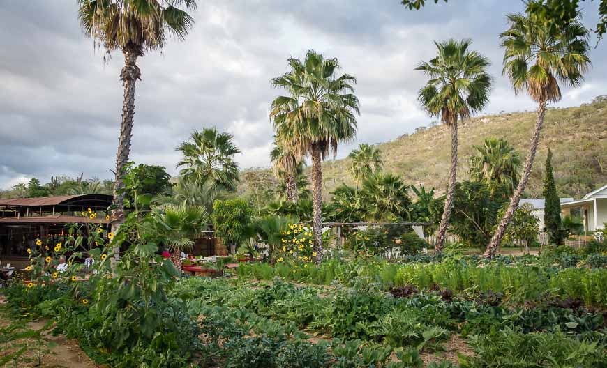 A working garden is adjacent to the dining area