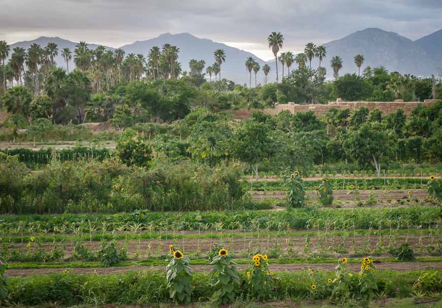 Looking out from the mango orchard