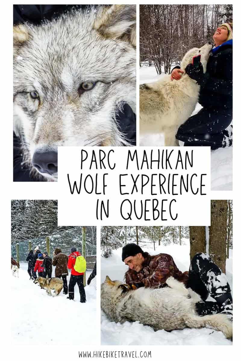 The Parc Mahikan wolf experience in Quebec's Saguenay region