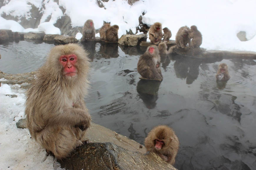 Visit the snow monkeys as a side tour on this hike - Photo credit: Andrew Tan from Pixabay