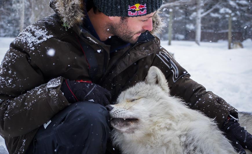 It's a special feeling when you're cuddled up with a wolf