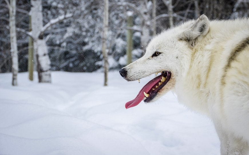 Wolves are like dogs - and really like to lick you