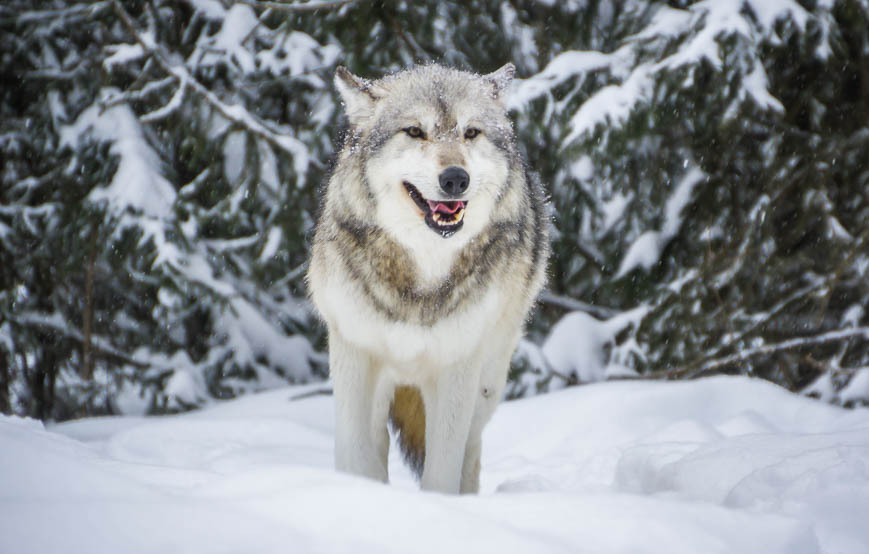 This wolf reminds me of a dog we once had