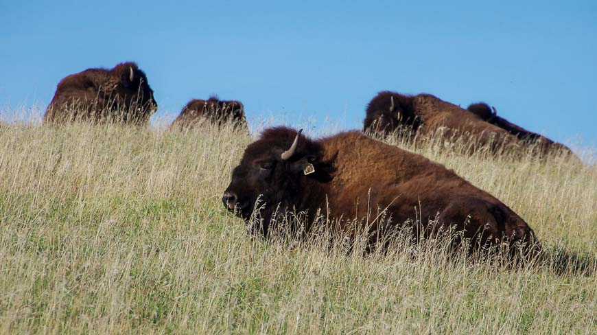 You pass a bison ranch