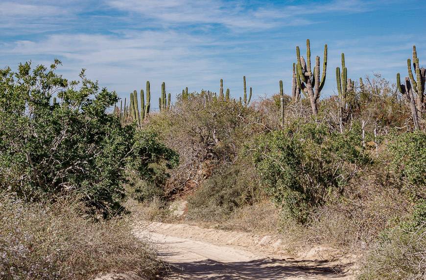 The desert landscape in the Cabo area