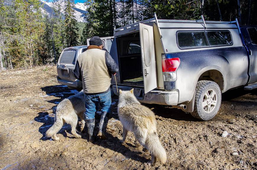 The wolves aren't thrilled with the car ride but its short