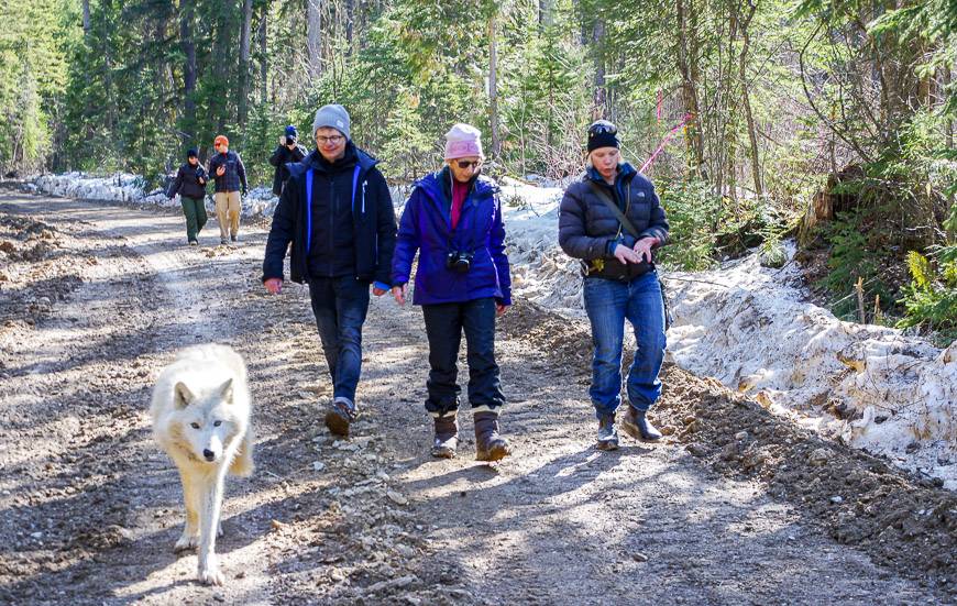 The final few minutes of what has been magical walking with wolves