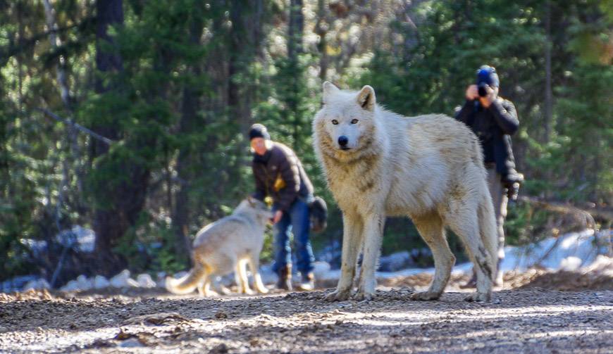 I think we all learned a lot about wolves and came away with an appreciation for what the centre in Golden accomplishes