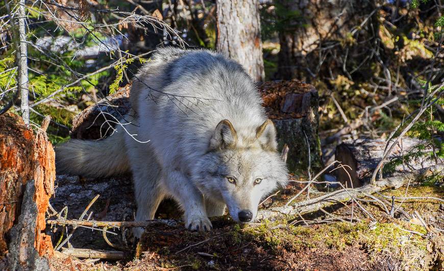 Scrappy Dave is this wolf's name