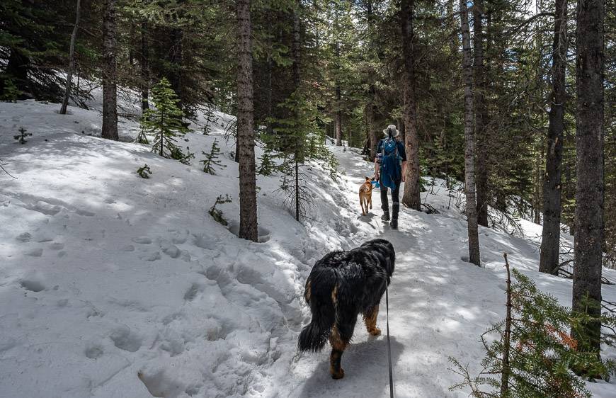 There is lots of snow on the trail in the trees in early May