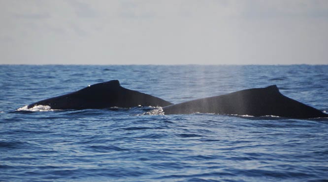 What to do in Cabo San Lucas - look for whales