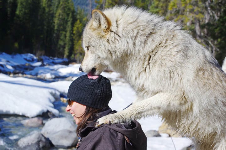 Why you'll be happy you stopped in Golden, BC