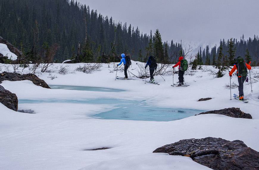 In another few weeks this pond will be a spectacular colour